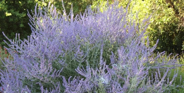 Russian sage in full bloom
