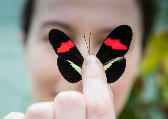 UC Davis postdoctoral researcher Kathy Darragh with a Heliconius butterfly