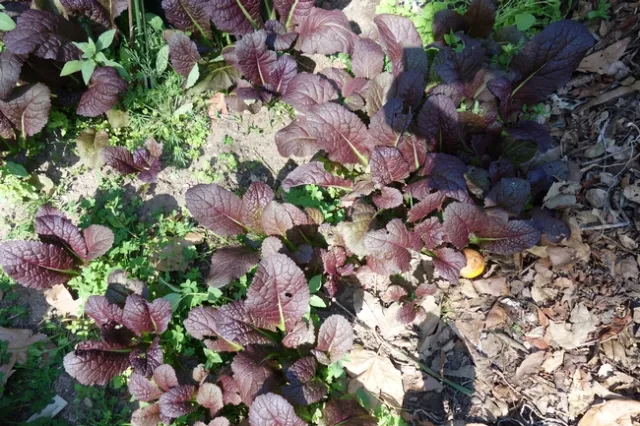 Purple mustard volunteers DSC02938