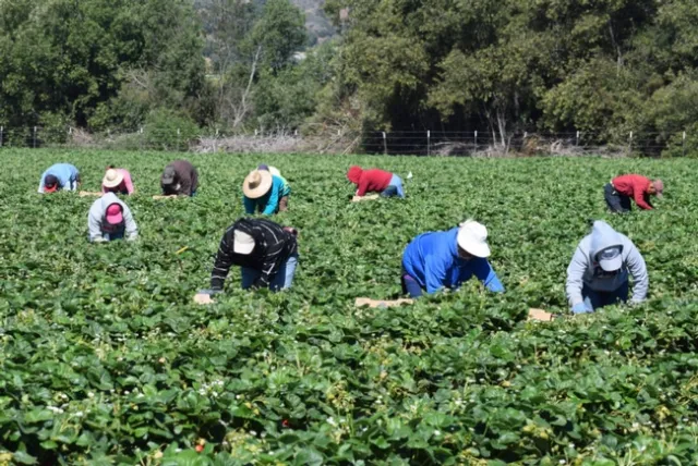 Trabajadores agrícolas