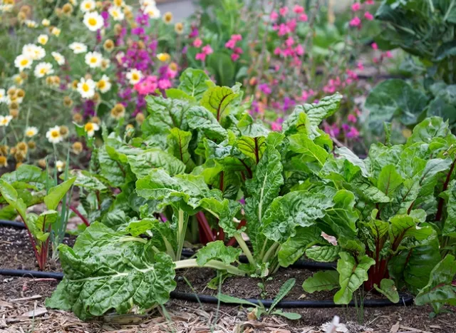 The Produce Safety Rule regulates the growing, harvesting and packing of produce. Photo by Evett Kilmartin