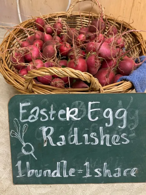 Fresh radishes for sale at an urban farm in Ontario. Urban farmers, community gardens and backyard gardeners should read California regulations before selling or donating food for public consumption. Photo by Rachel Surls