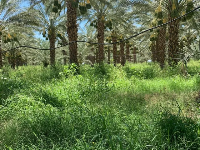 New research gives California date growers the data they need to apply a more precise amount of irrigation water to meet the trees' needs to produce a healthy crop.