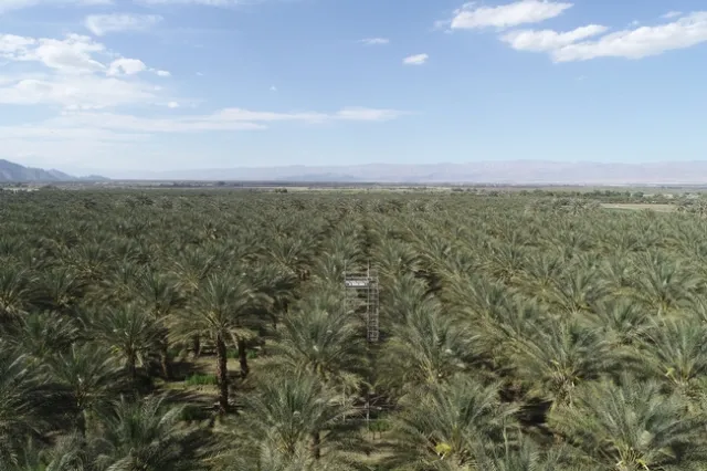 With limited water, date growers hope the new research will help improve water use efficiency, best management practices and crop quality. Photo by Ali Montazar