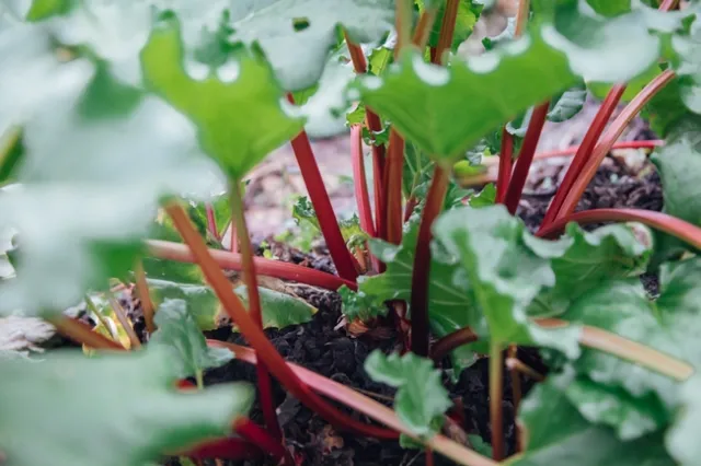 Rhubarb growing Photo: kaori-nohara