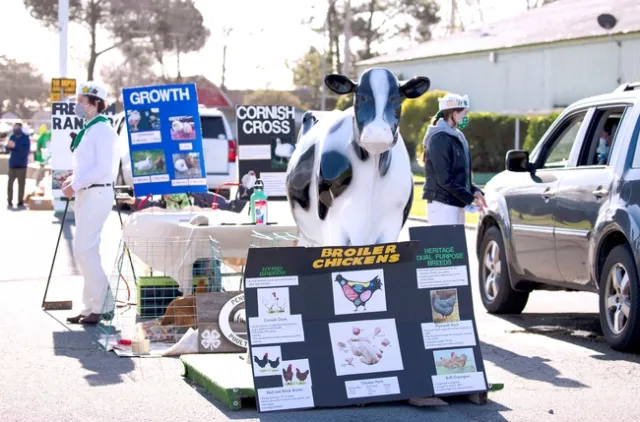 4-H members wearing the white and green uniforms are surrounded by posters about chickens. A brown chicken looks out from a cage on the ground as visitors in cars stop to talk.