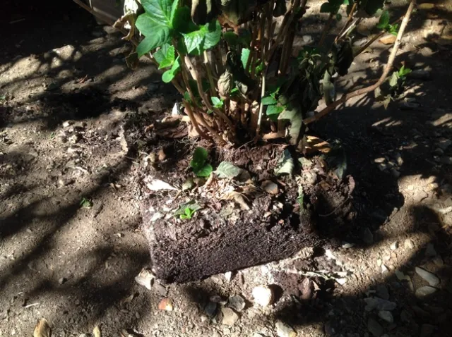 corks pot with soil block