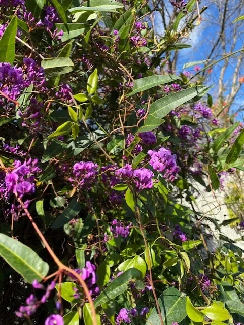 Hardenbergia photo by Mike Gunther