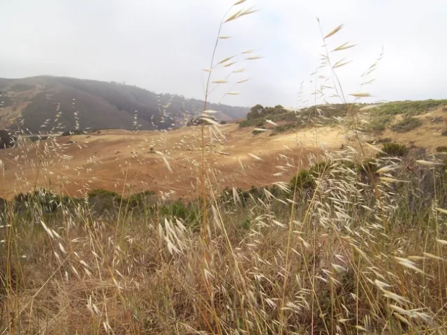 Beautiful Elkus Hillside