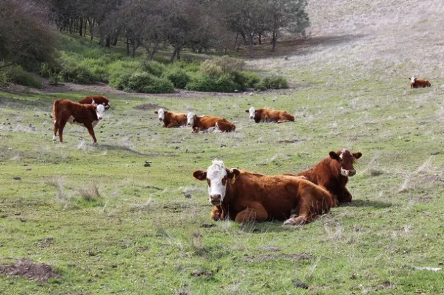Cattle at the Ranch.