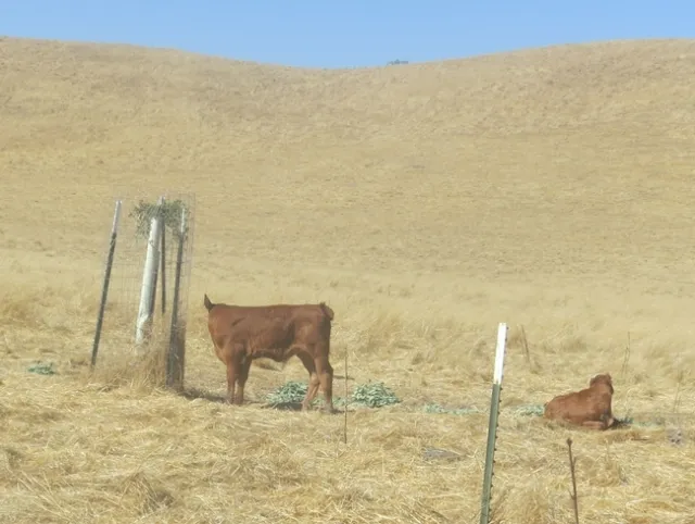 Protected oak tree, planted 8 or 9 years ago, survived through several years of drought due to hand-watering, and grew rapidly after the last winter's plentiful rains. Calves resting nearby.