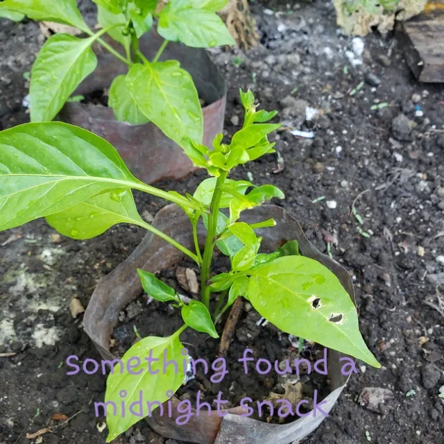 Jenel Vincze had to compete with bugs for her vegetables.