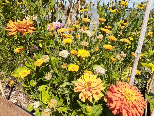 Yolanda Silva, UCCE nutrition educator for Alameda County, grew flowers as well as vegetables.