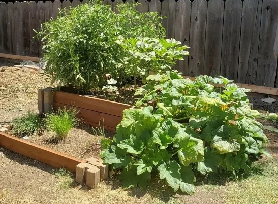 With advice from the UC Master Food Preservers, Katie Churchill stored some okra that she grew in her garden.