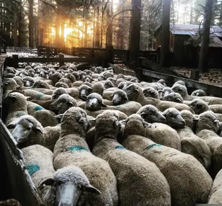 Disaster Prep for Commercial Livestock