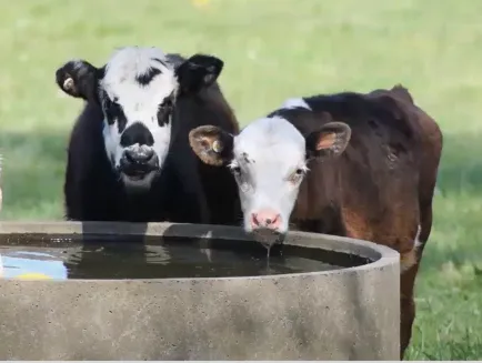 Wildfires and cattle health