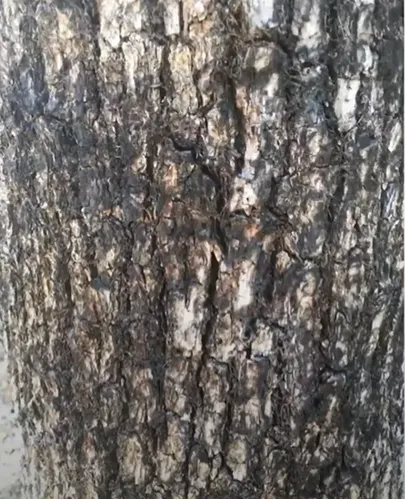 Post fire oak survival