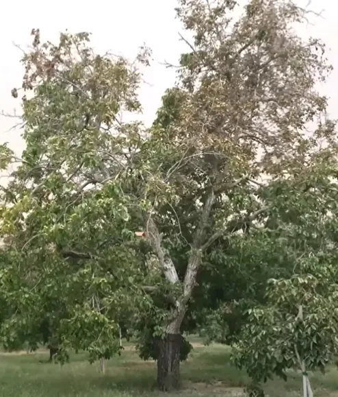 Wildfire impacts on orchards