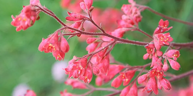 Heuchera (Coral Bells, alumroot)