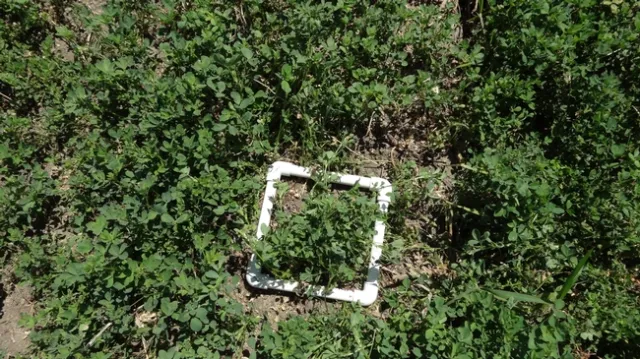 count data (selight@ucdavis.edu)