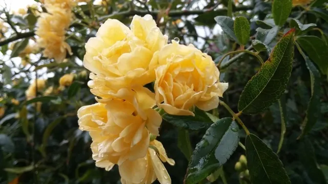 Photo by Polly Nelson