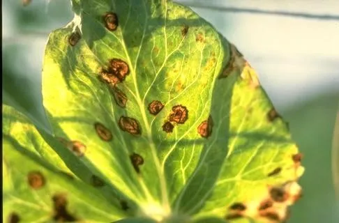 A yellow green sweet pea leaf with brown spots from a fungal disease.