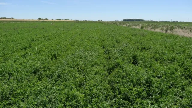 glyphosate plus inseason broad