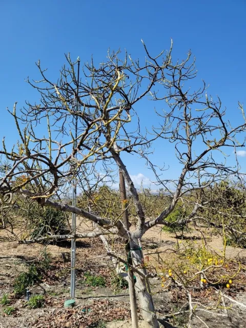 Avocado defolaition (2)