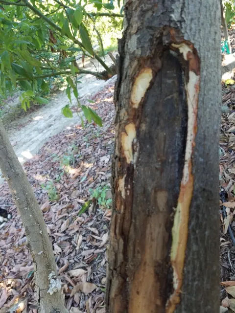 avocado sunburn damage healed over