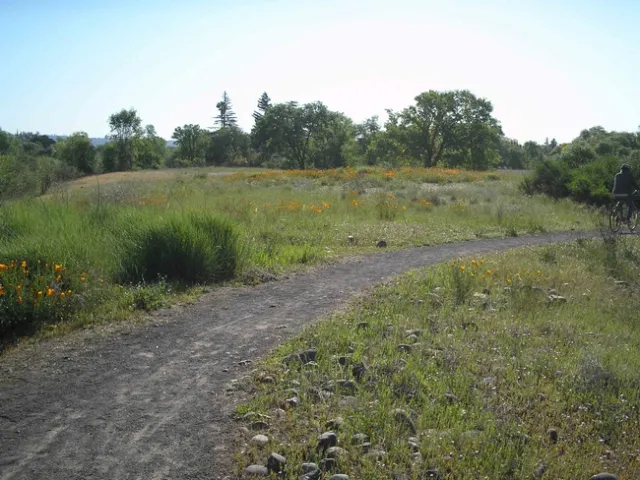 Poppies bloom at Verbena Fields, Laura Lukes