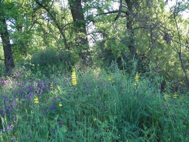Yellow lupine mingles with vetch at Verbena Fields, Laura Lukes