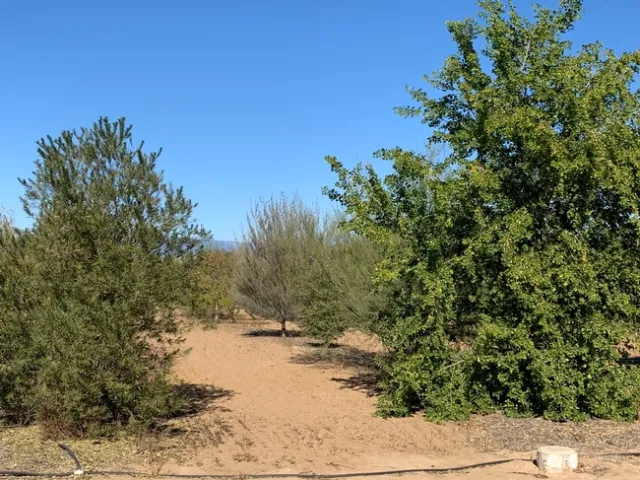 Trees in a UC ANR study in which irrigation was turned off three years after establishment.