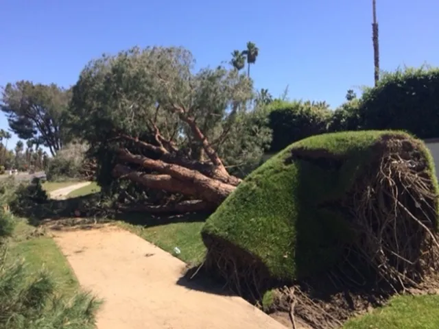 Tree failure due to improper irrigation.