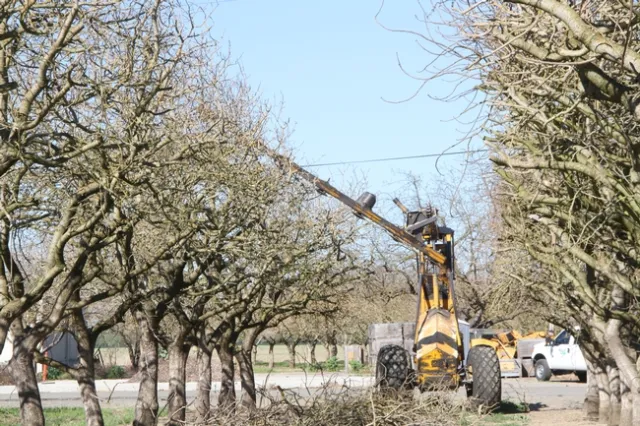 Combined mechanical and hand pruning pistachio trees begins after the orchard achieves full bearing in year 12 or 13. A mechanical pruning company is hired to top the trees every year and to hedge half the trees every other year.