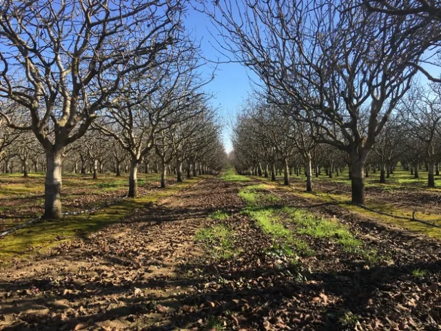 The first pistachio irrigation in March replenishes the water in the root zone and prepares the system for use during the season. That first irrigation includes costs for use of the utility vehicle, labor for cleaning the filters, repairing the lines and monitoring all the emitters. Photo by Phoebe Gordon