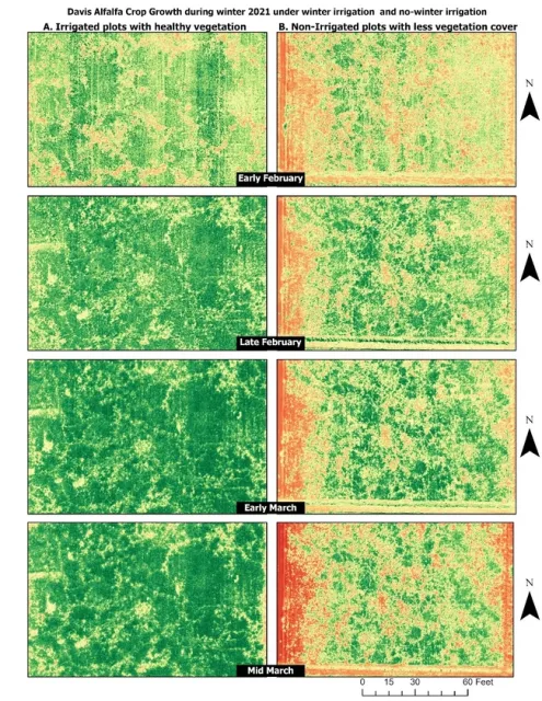 Figure 3. Aerial Photo Winter Regrowth, Davis, CA