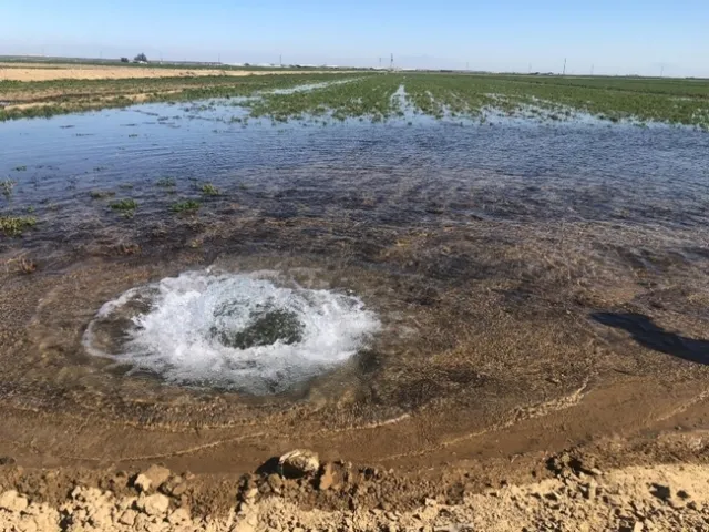 Figure 8. Winter Irrigation in Buttonwillow, CA