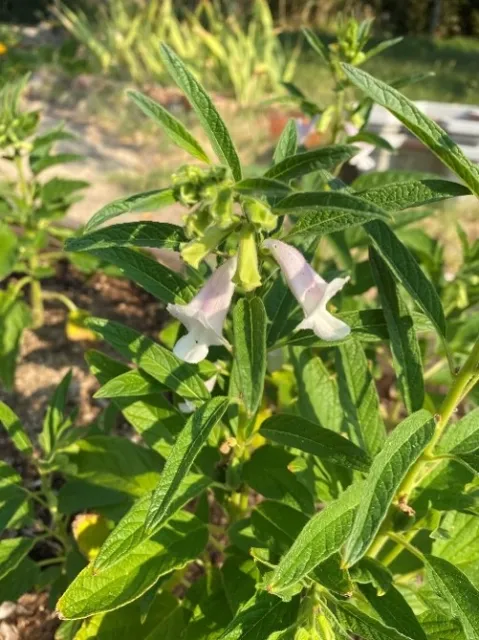Close view of flowers.
