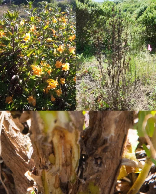 Clockwise from upper left, healthy plant, Diplacus aurantiacus plants infected with Phytophthora and canker from which Phytophthora megasperma was isolated. Photos by Laura Sims