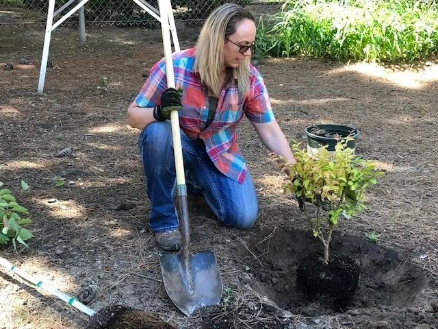 UCCE orchards and vineyards systems advisor Kari Arnold demonstrates proper tree planting. (Photo: Anne Schellman)or