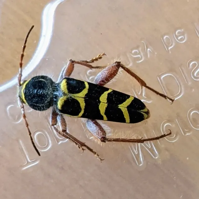 Dorsal view of banded ash borer insect.