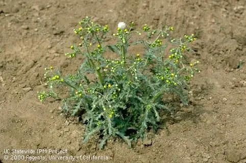 common groundsel
