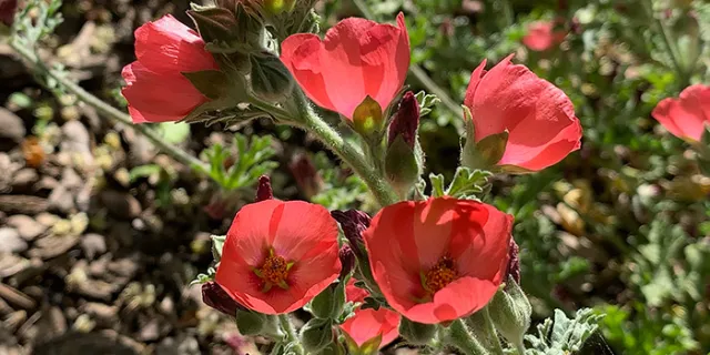 Sphaeralcea munroana (Red Mallow)