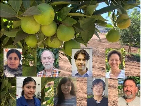 UCR citrus group