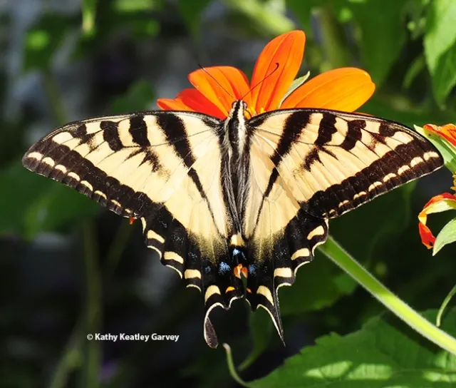 A newly eclosed Western tiger swallowtail. (Photo by Kathy Keatley Garvey)