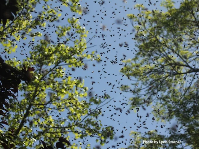 Vacaville resident Lynn Starner saw dozens of bees moving in and out of the cluster on her patio roof. (Photo by Lynn Starner)