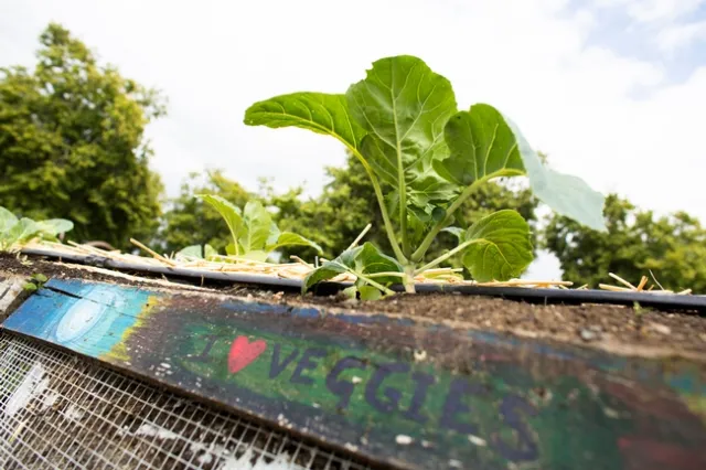 Close up of a leafy, green vegetable on a raised bed. A 2 by 4 piece of wood with 