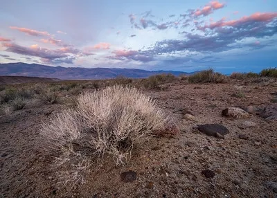 A light colored bush with a sky with some clouds taken at sunset.