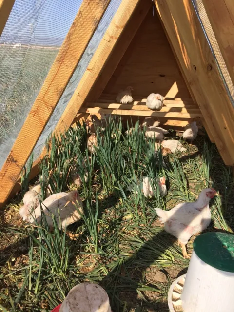 Chickens perch and graze inside the tractor on a UC Davis research plot.