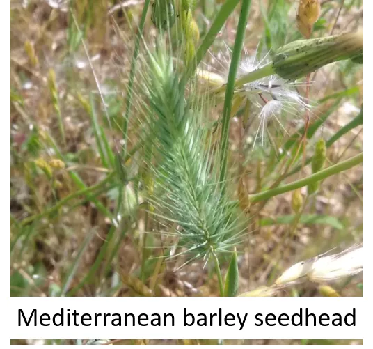 Mediterranean Barley